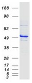 SDS-PAGE (TUBG1-4815H).jpg